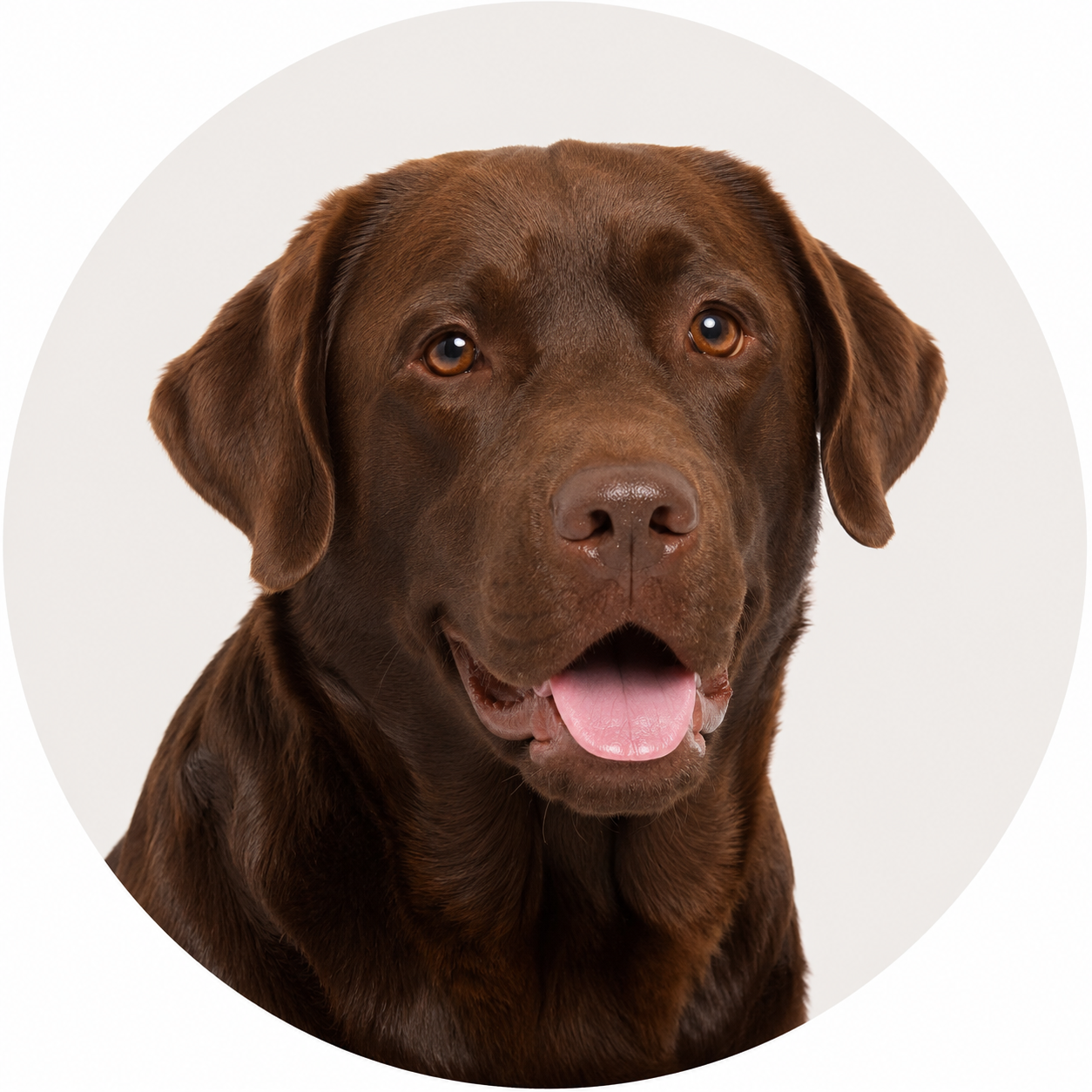 Labrador
